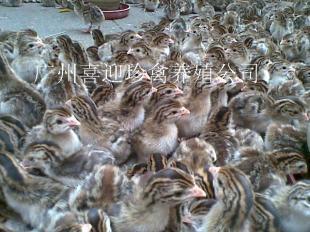 最實(shí)惠江蘇珍珠雞苗批發(fā),南京珍珠雞苗出售,連云港珍珠雞苗批發(fā)_農(nóng)副產(chǎn)品_世界工廠網(wǎng)中國(guó)產(chǎn)品信息庫