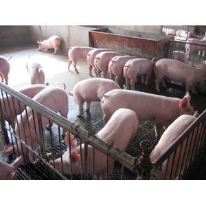 連云港最近仔豬什么價(jià)格,在哪里能買到?_農(nóng)副產(chǎn)品_世界工廠網(wǎng)